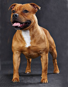 стаффордширский бультерьер